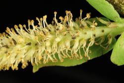 Salix reinii. Male catkin after flowering has finished.
 Image: D. Glenny © Landcare Research 2020 CC BY 4.0